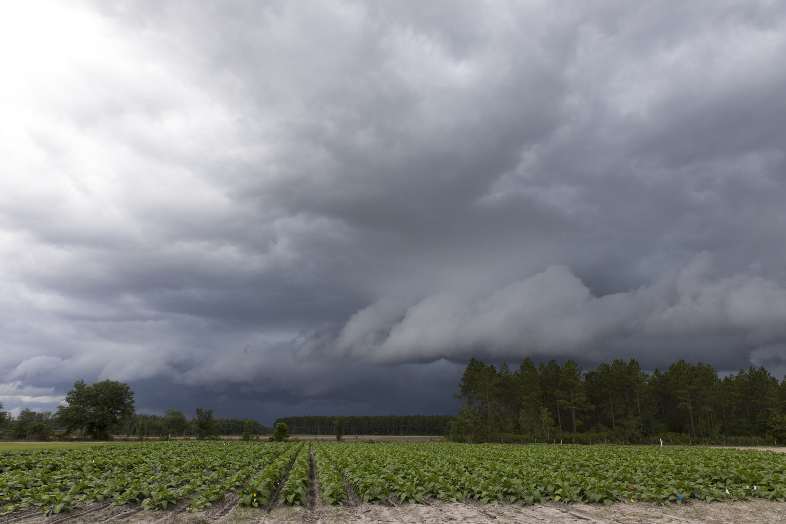 Storm Clouds Over Crop Field